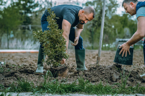 The Steps Involved in Our Tree Care Process in Hillcrest, IL